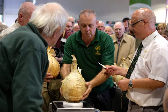 Officials weigh the onions during judging at the giant vegetable competition at the Harrogate Autumn Flower Show on September 13, 2019 in Harrogate, England. The UK’s premier Autumn gardening show is taking place at the Great Yorkshire Showground this weekend with up to 40,000 visitors expected to attend the 3-day event. The centre piece for the show will be the ‘Back to the Future’ floral display that aims to capture the essence of Newby Hall and Gardens which will become the new home of the Autumn Flower Show in 2020. Harrogate Flower Shows are organised twice a year by the North of England Horticultural Society, a leading gardening charity set up in 1911 to promote horticulture across the north. The 2019 event will be the 44th Autumn show, which was originally held in the town’s Valley Gardens, before moving to the Exhibition Halls in 1983 and the Great Yorkshire Showground in 1995. (Photo by Ian Forsyth/Getty Images)