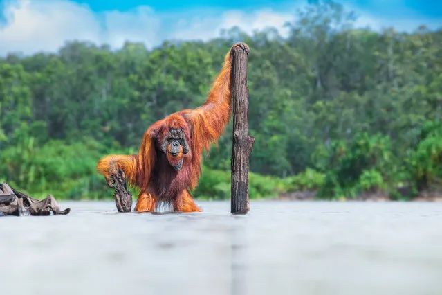 A orangutan in Borneo. The gold winner in the animals in their habitat category. (Photo by Thomas Vijayan/World Nature Photography Awards)