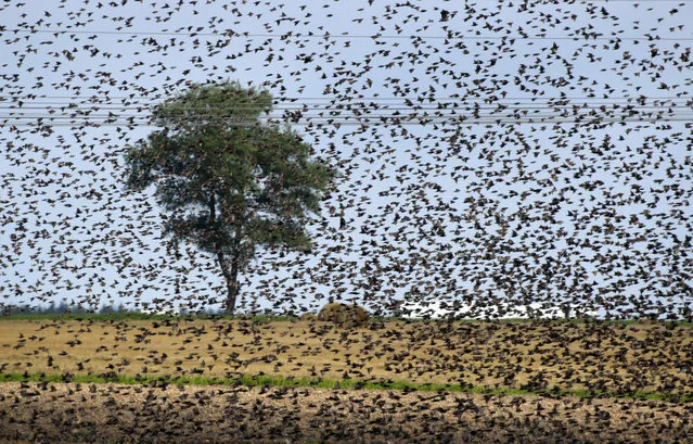 A flock of European starlings massing in the sky in a field during a sunny summer day on the outskirts of Minsk, Belarus, Tuesday, July 30, 2019. (Photo by Sergei Grits/AP Photo)