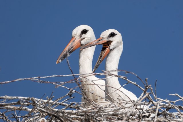 Storks on their nests at Valley of storks in Beysehir district of Konya, Turkiye on July 08, 2024. Baby storks began practicing for flying alongside their parents in preparation for migration upon opening their eyes to the outside world in the spring on Stork Hill. (Photo by Seyit Konyali/Anadolu via Getty Images)