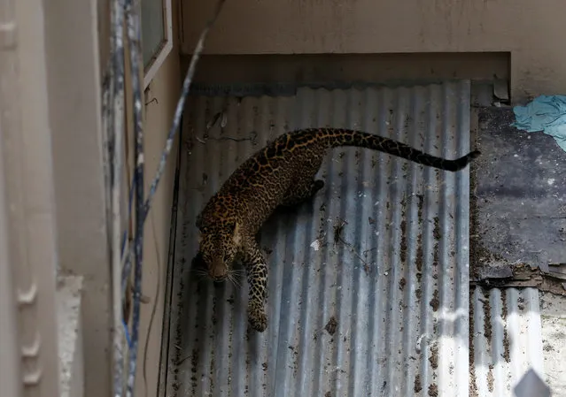 A wild leopard is seen on top of the corrugated metal as it tries to escape from a compound of a house in Kathmandu, Nepal June 1, 2016. (Photo by Navesh Chitrakar/Reuters)