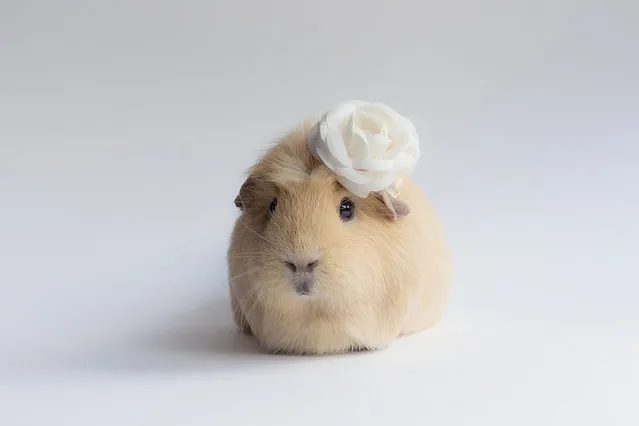 BooBoo The Guinea Pig