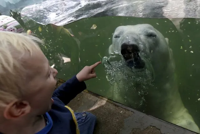 A child looks at a polar bear swimming underwater in its enclosure on a hot summer day at Prague Zoo, Czech Republic, July 30, 2015. (Photo by David W. Cerny/Reuters)