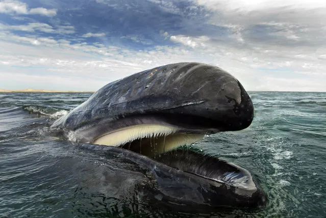 Gray whale feeding at the surface and showing it's baleen. (Photo by Christopher Swann/Biosphoto)