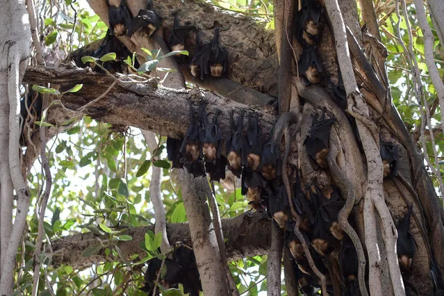 Bats rest on the lower branches of a Banyan tree during a hot summer day in Ahmedabad on April 27, 2022. (Photo by Sam Panthaky/AFP Photo)