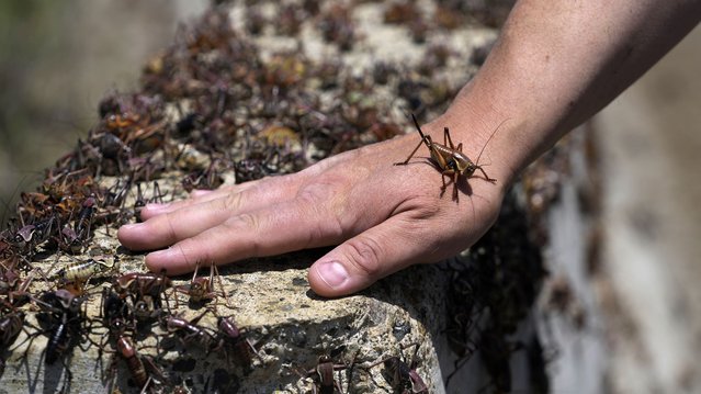 Jeremiah Moore has a cricket climb onto his hand during the migration of Mormon crickets, Saturday, June 17, 2023, in Spring Creek, Nev. Outbreaks of Mormon crickets, which are native to the Great Basin and Intermountain West, have been recorded throughout history across the west, from Nevada and Montana to Idaho, Utah and Oregon. (Photo by Rick Bowmer/AP Photo)