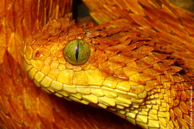 Snakes - Green Bush Viper (Atheris Chlorechis) © David