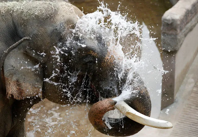 An elephant sprays water to cool itself on a hot day at an amusement park in Yongin, South Korea, June 21, 2017. (Photo by Kim Hong-Ji/Reuters)