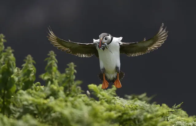 A Puffin jumps into its burrow with a mouthful of sea eels to feed its chick on Skomer Island, Pembrokeshire in Wales, Britain June 21, 2016. (Photo by Rebecca Naden/Reuters)