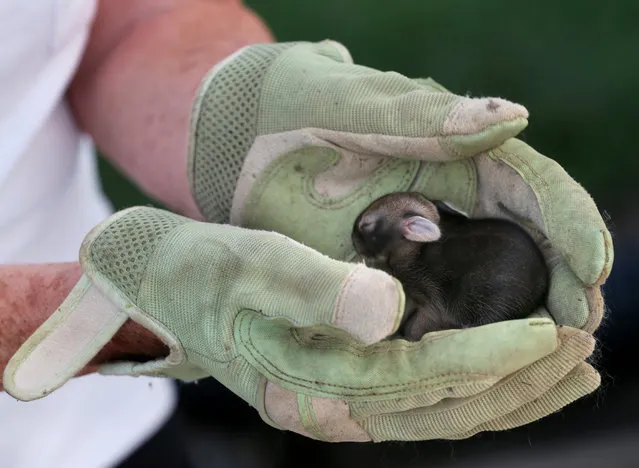 Betty Mowery of Winchester, Va. holds one of the three baby squirrels she discovered among the marigolds growing in her backyard planter Monday, July 14, 2014. Mowery said it appears the mother is feeding them but she worries that a cat may get them. (Photo by Jeff Taylor/AP Photo/The Winchester Star)