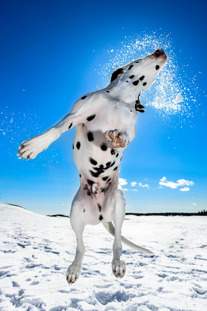 Daniel Nygaard won third place in the dogs at play category with his jumping dalmatian. (Photo by Daniel Nygaard/PA Wire)
