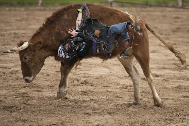 Sterling Huitron, 10, gets bucked off a mini bull during the Cowboy Mardi Gras Bull Riding and Mini Bull Riding Competition in Bandera, Texas on February 15, 2020. (Photo by Mark Felix/AFP Photo)