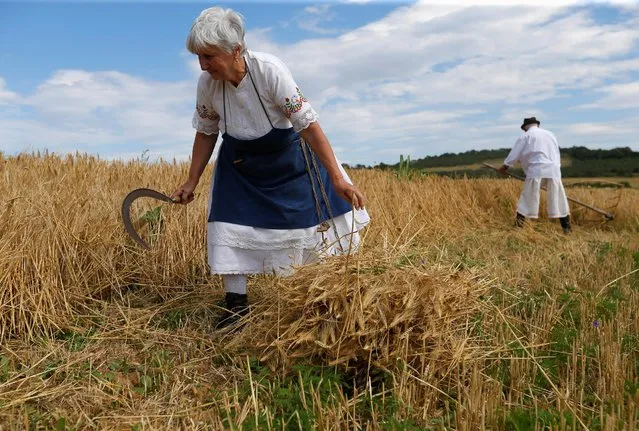 A woman collects barley during the Harvest Festival in Hosszuheteny, Hungary, July 9, 2016. (Photo by Laszlo Balogh/Reuters)