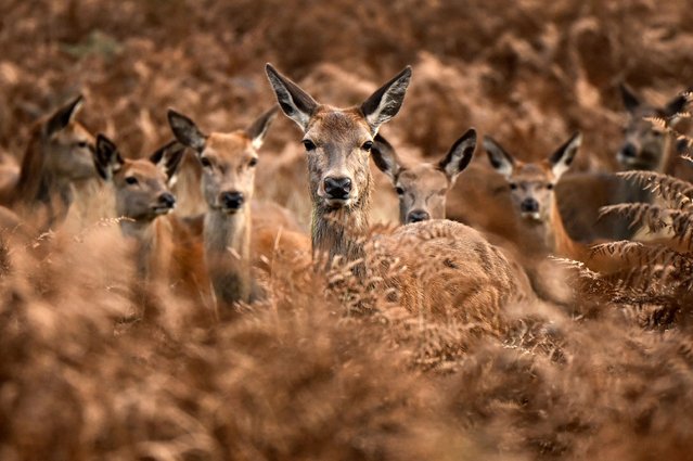 A herd of red deer look out from the bracken on an autumn morning in Richmond Park, south west London on November 17, 2024. (Photo by Justin Tallis/AFP Photo)