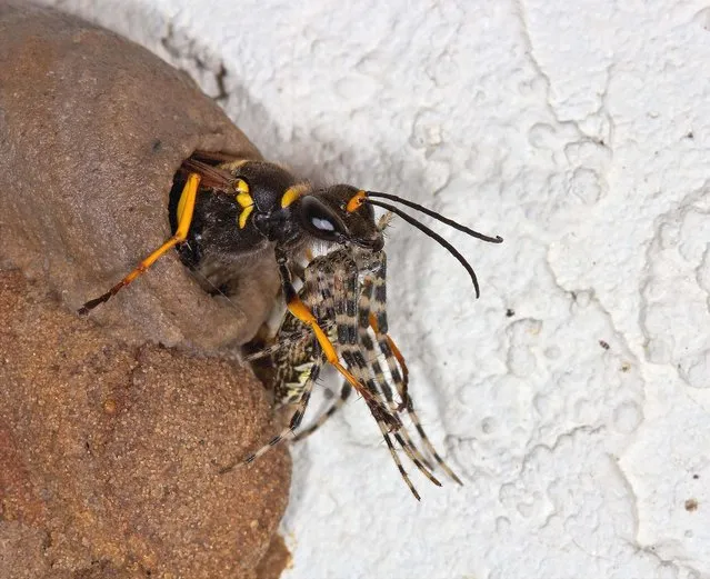 First Place, Close-Ups. “Spider-Hunting Wasp”. (Photo by Elaine Kruer/The Palm Beach Post)