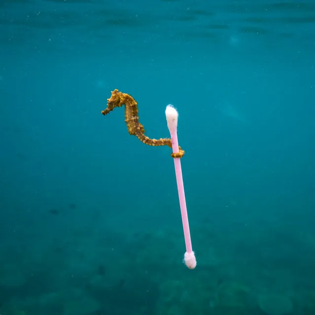 Sewage surfer by Justin Hofman (US). This tiny estuary seahorse “almost hopped” from one bit of bouncing natural debris to the next, bobbing around on a reef near Sumbawa Island, Indonesia. As a brisk surface wind picked up, the seahorse took advantage of something that offered a stable raft: a waterlogged plastic cottonbud. Finalist 2017, The Wildlife Photojournalist Award: Single Image. (Photo by  Justin Hofman/2017 Wildlife Photographer of the Year)