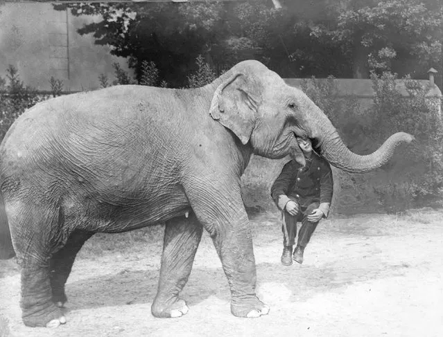 An elephant from Earl's Court Circus with a man in its mouth, 1928.