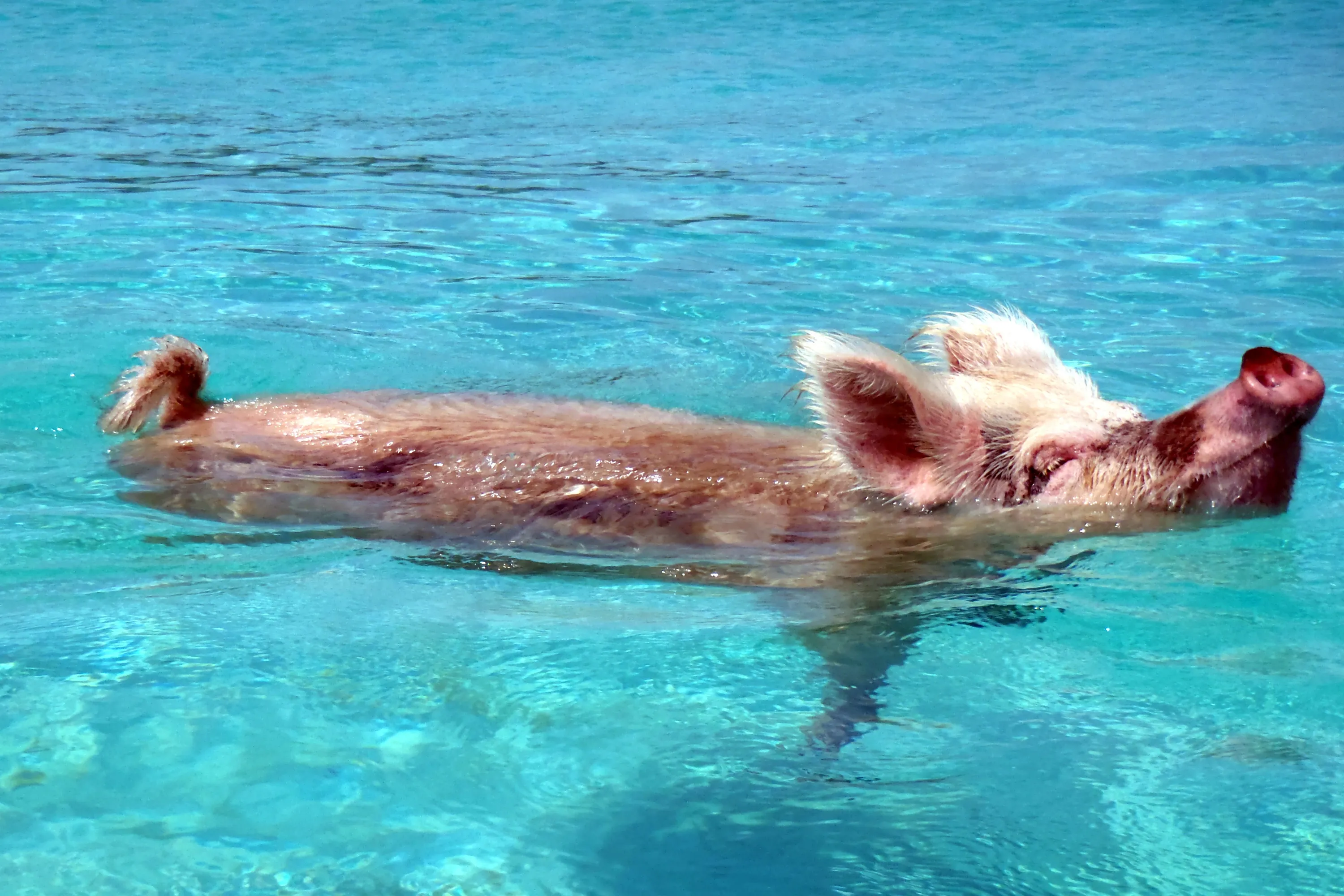 Чистое животное в мире. Багамские водоплавающие свинки. Морские свинки Багамы. Водоплавающие свиньи Багамы. Свинья в бассейне.