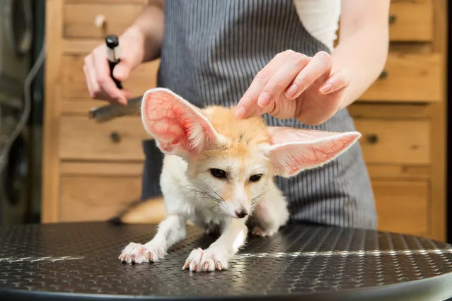 A fennec fox (Vulpes zerda) is groomed in a pet store in central Beijing. Native to the Sahara in North Africa, the species became a popular pet after being depicted as a character in Disney’s 2016 animated movie Zootopia. Individuals can cost between $2,000–$3,000. (Photo by Sean Gallagher/The Guardian)