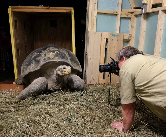 Andy Odum, Toledo Zoo assistant director of animal programs and curator of herpetology, photographs  Emerson, Galapagos tortoise, as he is delivered and unboxed Wednesday, August 27, 2014, at the Toledo Zoo in Toledo, Ohio. Emerson is a wild-born tortoise estimated at 100 years old. He is being donated by the San Diego Zoo. (Photo by Jeremy Wadsworth/AP Photo/The Blade)