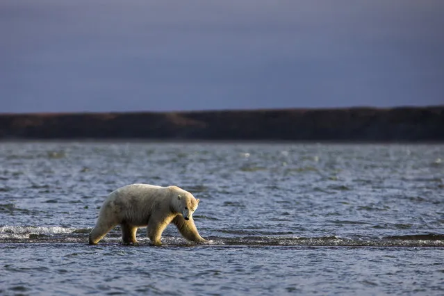 A polar bears walks along a barrier island after feasting on the remains of a bowhead whale, harvested legally by whalers during their annual subsistence hunt, just outside the Inupiat village of Kaktovik, Alaska, USA, 10 September 2017. (Photo by Jim Lo Scalzo/EPA/EFE)