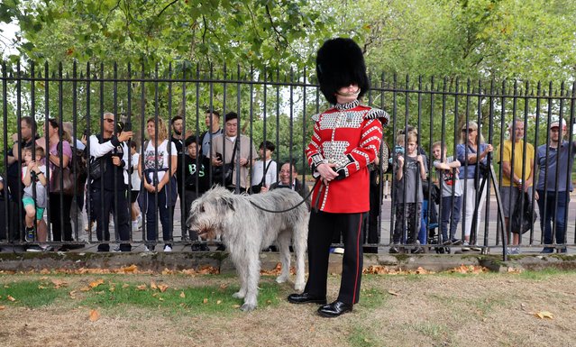 Tourists look through the railings of Wellington barracks on September 2, 2022 to see the mascot of the Irish Guards ,wolfhound “Turlogh Mor”, as two new Irish guards Public Duties Companies are forming up on the parade square to take part in their first guard duty at Buckingham Palace. (Photo by Richard Pohle/The Times)