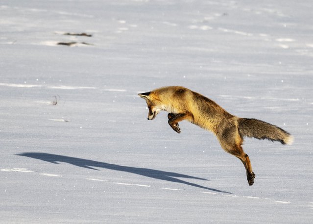 A red fox hunts mice in the snow covered field in Kars, Turkiye on January 12, 2025. (Photo by Ozgen Besli/Anadolu via Getty Images)