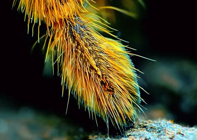 Encyocratella olivacea sling, foot detail. (Photo by Michael Pankratz/Caters News Agency)