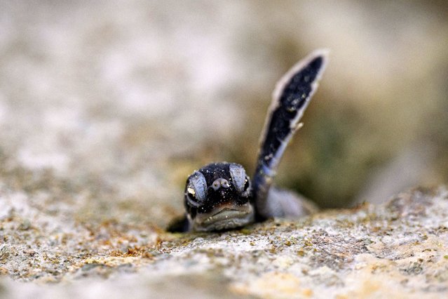 A newborn Green Sea Turtle hatchling attempts to find its way to the ocean after hatching on February 02, 2025 in Heron Island, Australia. Each year between November and March, Green Sea Turtles emerge from the ocean to lay hundreds of eggs each on the coastline of Heron Island, before returning to the ocean. The hatchlings emerge around 6 weeks later and then have to survive a series of predators ranging from Sea Gulls to Reef Sharks, resulting in an estimated surival rate of one in 1,000. (Photo by James Gourley/Getty Images)