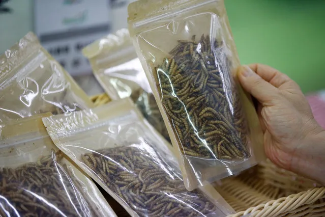 Packaged edible mealworms are seen in Seoul, South Korea, August 8, 2016. (Photo by Kim Hong-Ji/Reuters)