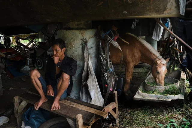An Indonesian carriage driver sits under a highway bridge where he is keeping his horse which is feeding on grass on May 6, 2020 in Jakarta, Indonesia. Drivers of traditional horse carriages called delman, which are used to transport tourists around the city, are struggling to feed their families and their horses after more than a month of work loss due to the covid-19 coronavirus pandemic. The horses who normally get grain and commercial feed are now getting only grass which the drivers cut from vacant lots.(Photo by Ed Wray/Getty Images)