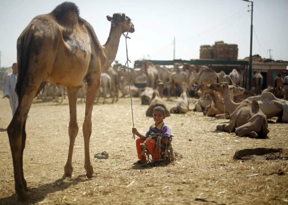 Birqash Camel Market