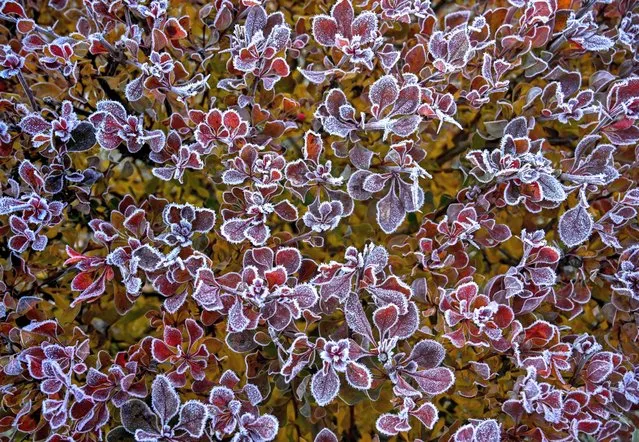 A photograph taken on October 25, 2022 shows barberry bush leaves covered with hoarfrost in the garden outside Moscow early morning, as the air temperatures in the Russian capital dropped below zero during the night. (Photo by Yuri Kadobnov/AFP Photo)
