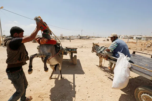 Syrian refugee Yamen Mahmoud (L) plays with his donkey as he waits for customers with his friend Muhammad Ahmad on their donkey carts at Al Zaatari refugee camp in the Jordanian city of Mafraq, near the border with Syria, August 18, 2016. (Photo by Muhammad Hamed/Reuters)