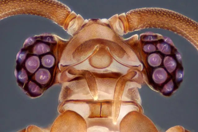 Myrmecolax sp. head, ventral view; Focus Stacking, Reflected Light, 10X. National Museum of Nature and Science, Tsukuba, Ibaraki, Japan. (Photo by Dr. Yuta Nakase/Nikon Small World 2014)