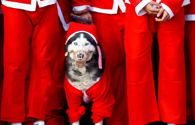 A dog dressed as Santa Claus takes part in the annual city race in Skopje, Macedonia December 24, 2017. (Photo by Ognen Teofilovski/Reuters)