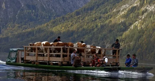Bavarian farmers transport their cows on a boat over the picturesque Lake Koenigssee, Germany, October 3, 2015. (Photo by Michael Dalder/Reuters)
