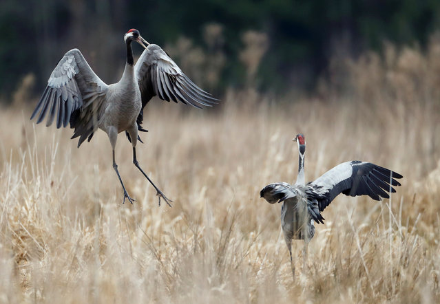 Cranes court at a mating ground in a marsh near the village of Kulyashy, Belarus on March 19, 2019. (Photo by Vasily Fedosenko/Reuters)