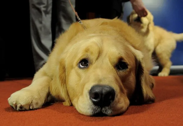 Major, a Golden Retriever, at an American Kennel Club press conference January 30, 2013 in New York where the most popular dogs in the US were announced. The top five are Labrador Retriever, German Shepherd, Golden Retriever, Beagle and Bulldog according to AKC registration statistics. (Photo by Stan Honda/AFP Photo)