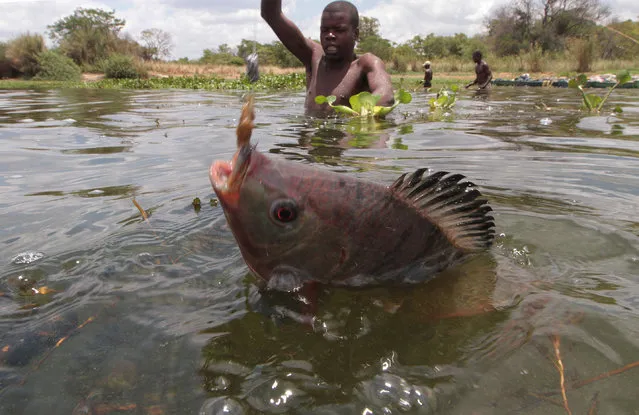 In this photo taken Wednesday, October 29, 2014, a fisherman catches a fish near the shores of Lake Chivero, west of Harare. (Photo by Tsvangirayi Mukwazhi/AP Photo)