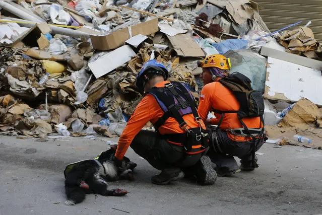 Chilean rescuers pat their rescue dog, after searching in the rubble of a building that was collapsed in last month's massive explosion, after getting signals there may be a survivor under the rubble, in Beirut, Lebanon, Thursday, September 3, 2020. Hopes were raised after the dog of a Chilean search and rescue team touring Gemmayzeh street, one of the hardest-hit in Beirut, ran toward the collapsed building. (Photo by Bilal Hussein/AP Photo)