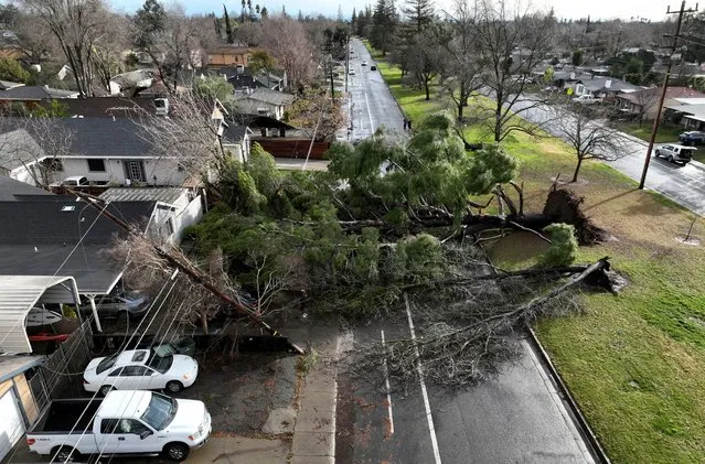 A drone view of a tree that fell during a winter storm with high winds in Sacramento, California, U.S. January 8, 2023. (Photo by Fred Greaves/Reuters)