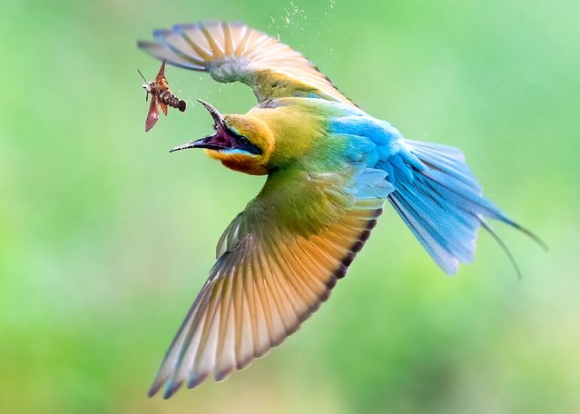 A blue-tailed bee-eater chases down its prey along the banks of the Kaveri River on the outskirts of the city of Mysore, India in the last decade of June 2025. (Photo by Nitin Jain/Solent News)