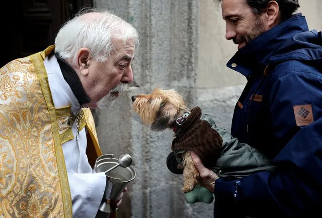 A dog is blessed by a priest during San Anton Abad's Day (Saint Anthony, patron saint of animals) at San Anton church in Madrid on January 17, 2023. (Photo by Thomas Coex/AFP Photo)