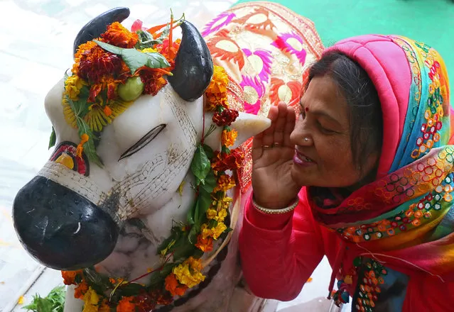 A Hindu woman whispers her wishes in the ear of Nandi (mount of Lord Shiva) inside a temple during the Maha Shivratri festival in Chandigarh, India, February 13, 2018. (Photo by Ajay Verma/Reuters)