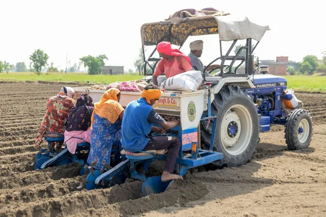 Farm labourers plant seed potatoes in a field on the outskirts of Amritsar on September 27, 2020. (Photo by Narinder Nanu/AFP Photo)