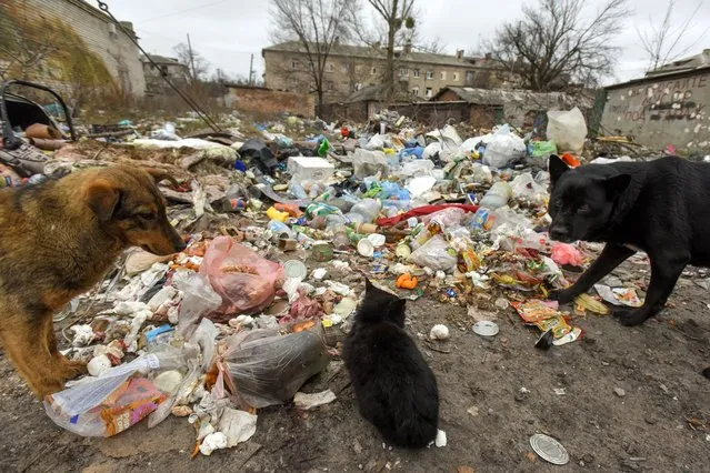 Homeless animals look for food in the garbage in the town of Lyman, Donetsk region, Ukraine, 22 January 2023. Lyman was re-captured by Ukraine's armed forces in October. Before the beginning of active combat action population of Lyman was around 41,000. After being under Russian occupation, without electricity, water and gas supply, infrastructure is slowly renewing. Russian troops entered Ukraine terriroty on 24 February 2022, starting an armed conflict that has provoked destruction and a humanitarian crisis. (Photo by Oleg Petrasyuk/EPA/EFE)