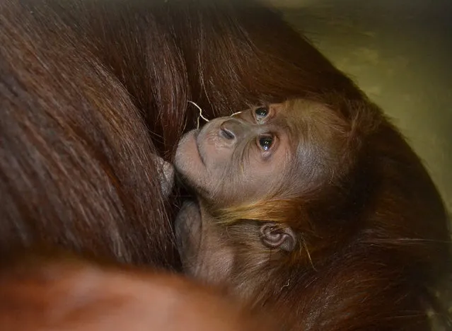 In this November 25, 2014 photo provided by the Fort Wayne Children's Zoo a baby female Sumatran orangutan is held by her mother, Tara, at the zoo in Fort Wayne, Ind. The baby, born Saturday, is the only Sumatran orangutan born in the United States this year, although two other orangutans also are pregnant, according to the zoo. (Photo by AP Photo/Fort Wayne Children's Zoo)