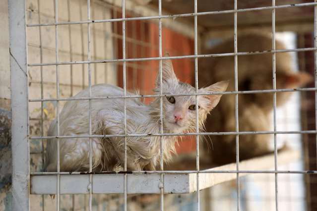A cat that was sprayed with water to cool down during a heatwave sits in a cage at a zoo in Qamishli, Syria on August 5, 2025. (Photo by Orhan Qereman/Reuters)