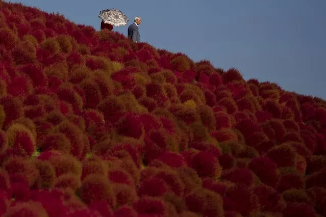 A couple walk in a field of fireweed, or Kochia scoparia, on a sunny autumn day at the Hitachi Seaside Park in Hitachi, north of Tokyo, October 26, 2015. (Photo by Thomas Peter/Reuters)